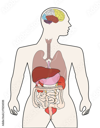  anatomy