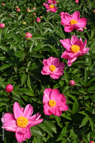 Peony flowers