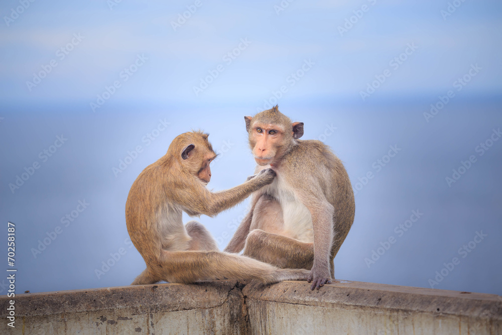 Naklejka premium Monkey (crab-eating macaque) Asia Thailand