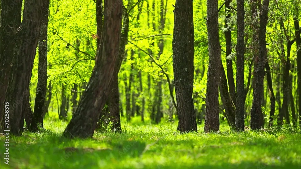 Forest and sunshine