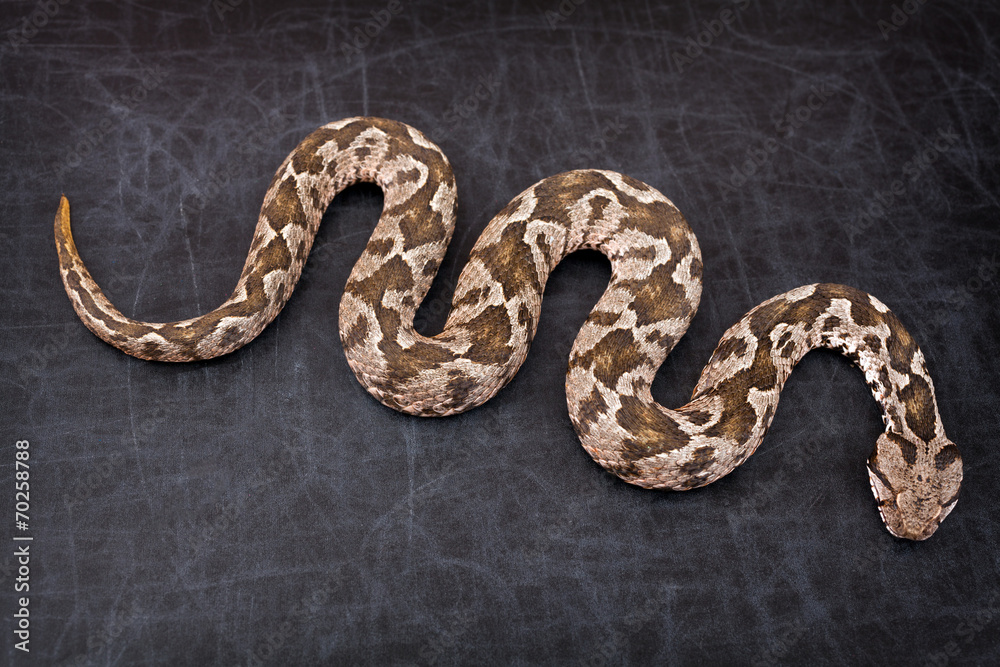 Fototapeta premium Viper snake