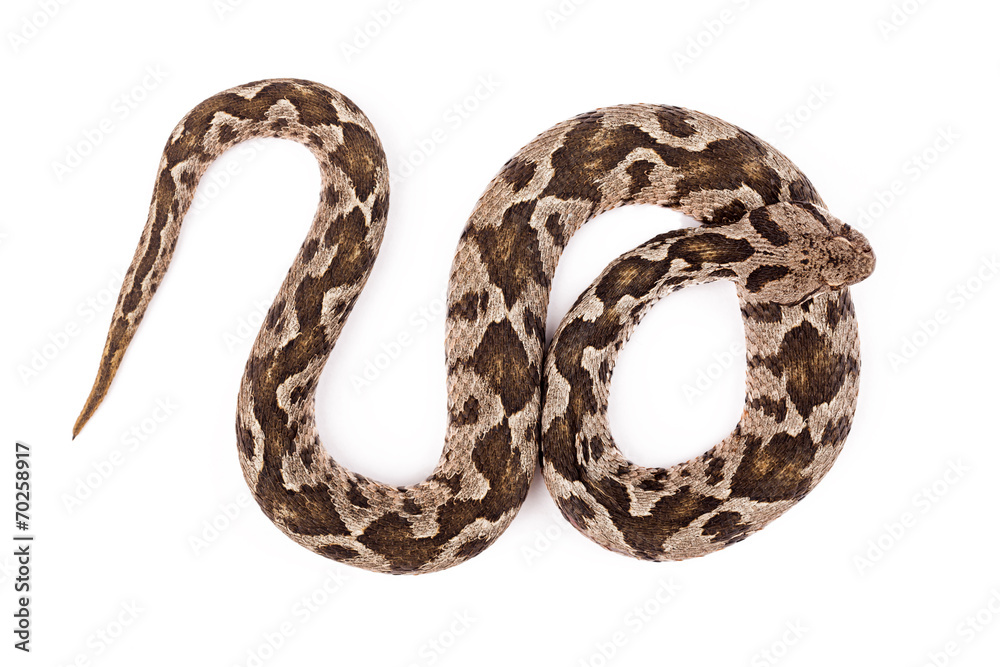 Fototapeta premium Viper snake