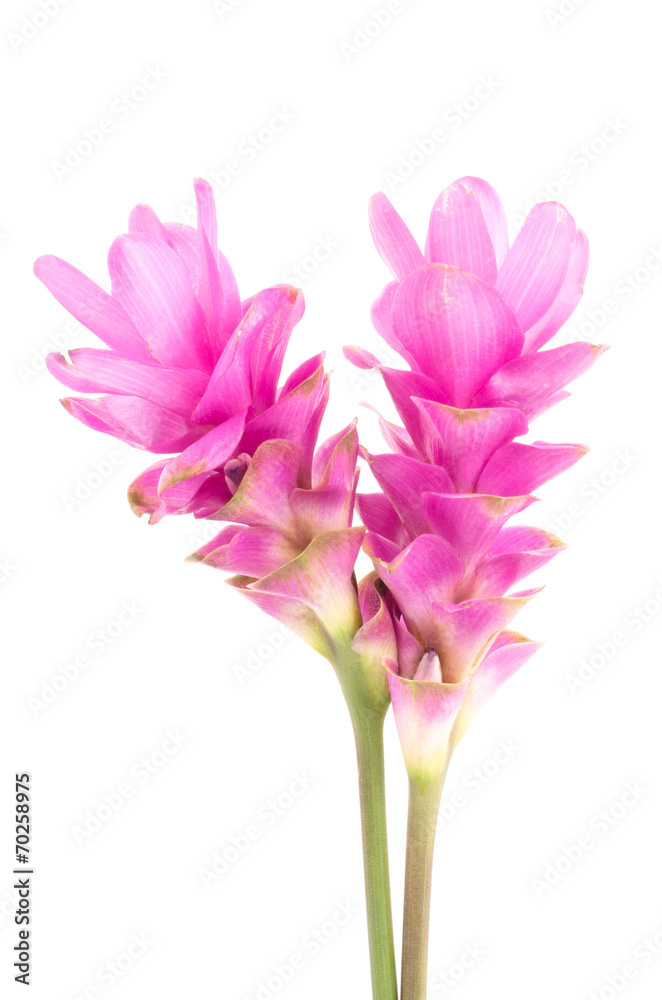 Siam tulip or Curcuma flower Siam tulip or Curcuma flower