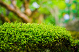 Moss / lichen / Green Nature