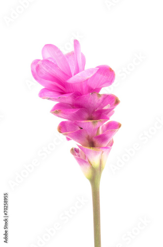 Fototapeta Naklejka Na Ścianę i Meble -  Siam tulip or Curcuma flower