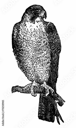 Rapace