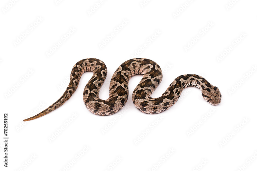 Obraz premium Wąż Viper