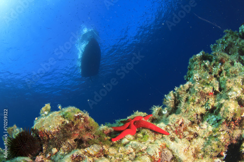 Coral reef, starfish and boat