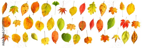 gemischte bunte Herbstblätter freigestellt