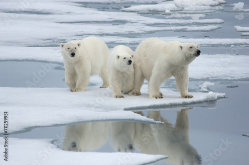 Canvas Print Polar Bear& Two Yearling Cubs