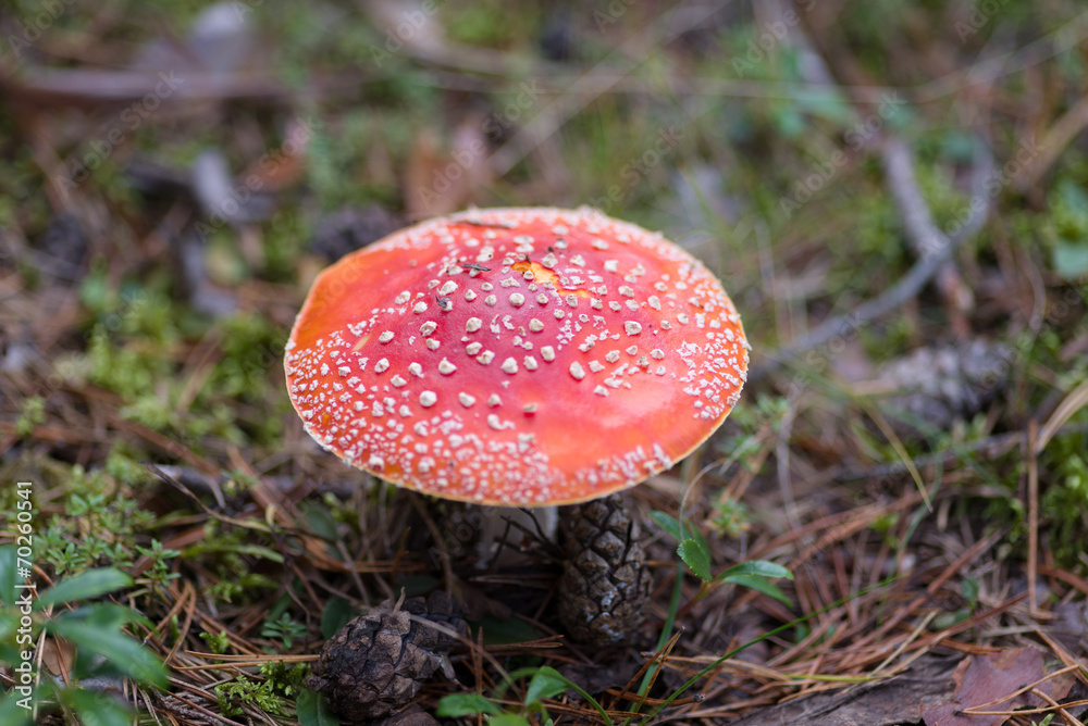 Close-up picture of a Amanita poisonous mushroom in nature Close-up picture of a Amanita poisonous mushroom in nature