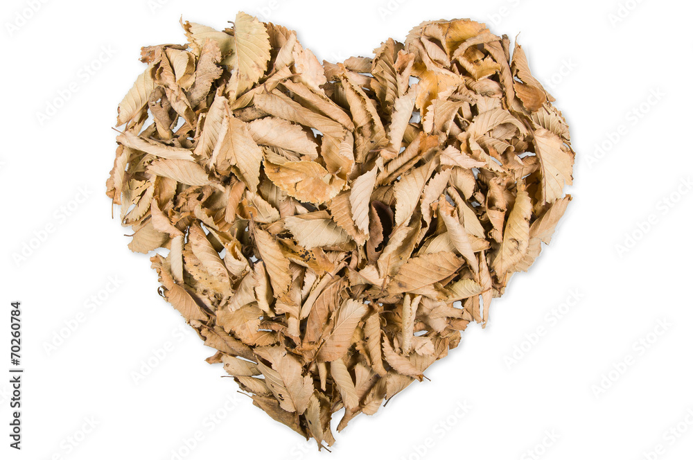 Autumn leaves forming a heart on a white background Autumn leaves forming a heart on a white background