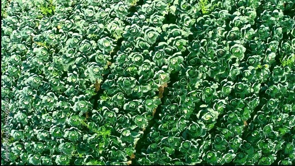 aerial cabbage field aerial cabbage field