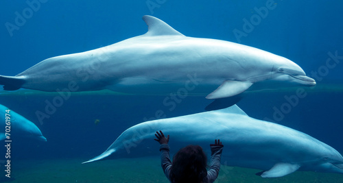 child watching a dolphin