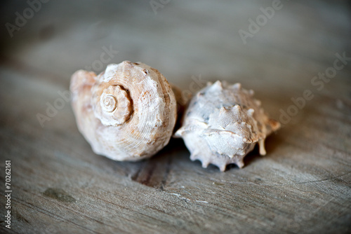 Close Up of Seashell on Wooden Surface
