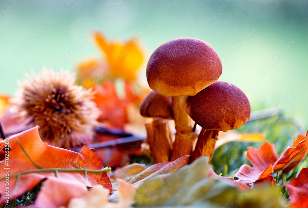Close Up of Mushrooms Amongst Autumn Foliage Close Up of Mushrooms Amongst Autumn Foliage