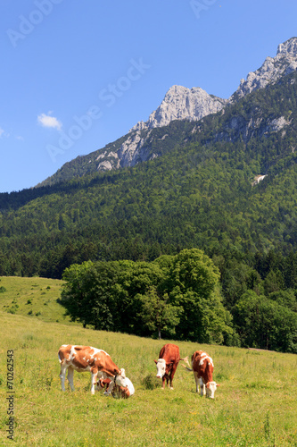 Kühe in den Alpen vor dem Zahmen Kaiser
