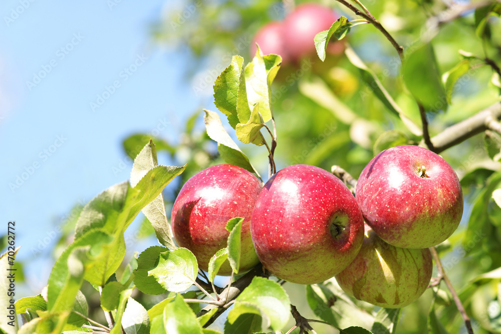 Apfelbaum mit leuchtend roten Äpfeln Apfelbaum mit leuchtend roten Äpfeln