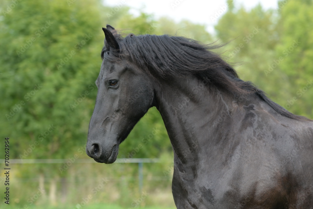 Obraz premium Beauty