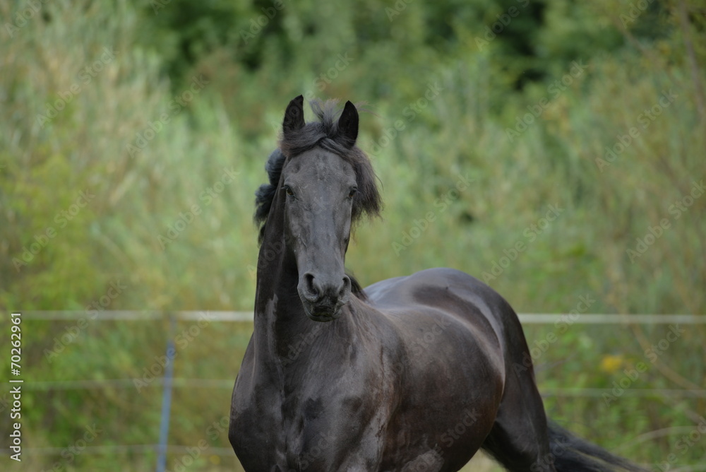 Obraz premium Czarna piękność