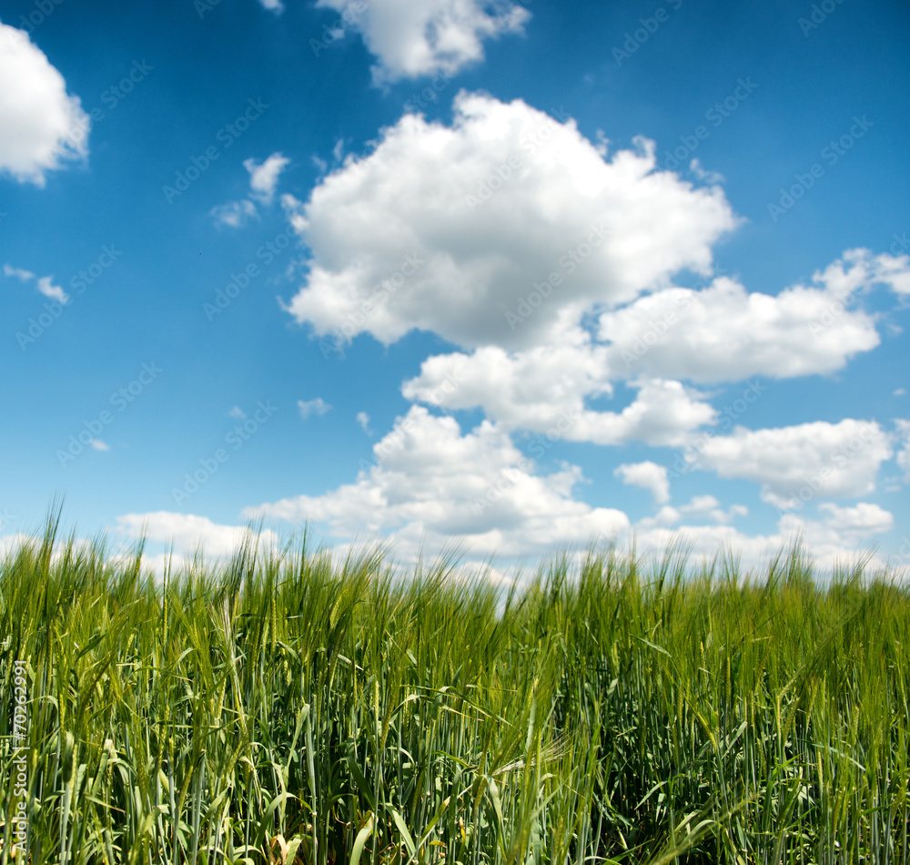 Field of young green wheat or barley