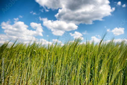 Field of young green wheat or barley