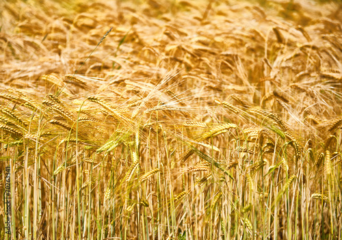 Closeup of ears of golden wheat