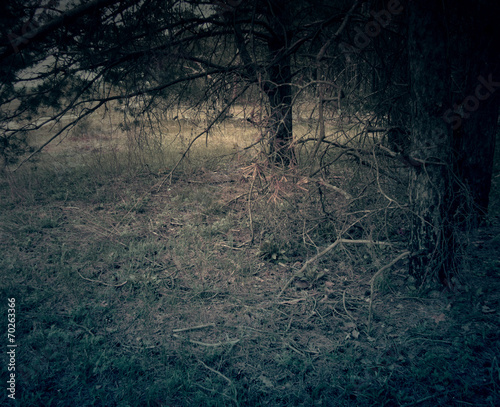 Pine Forest
