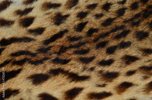 Close up pattern of Leopard Skin