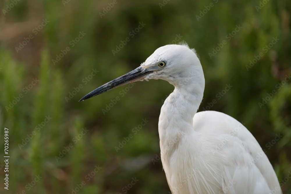 Fototapeta premium Seidenreiher, Little egret, Egretta garzetta