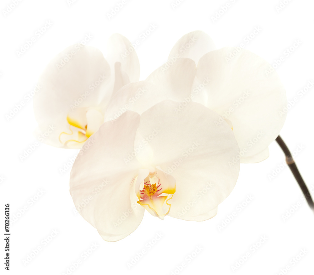 white orchid white orchid