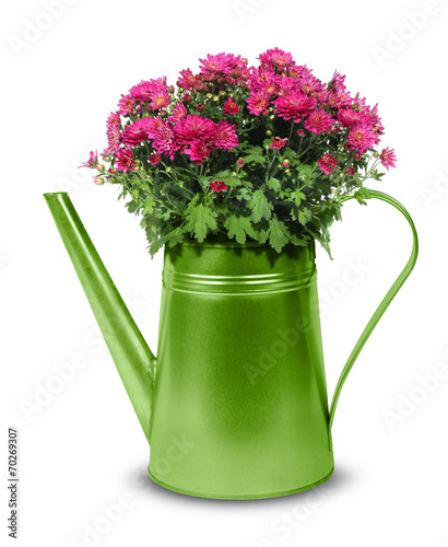 Green retro watering can with red crysanthemum