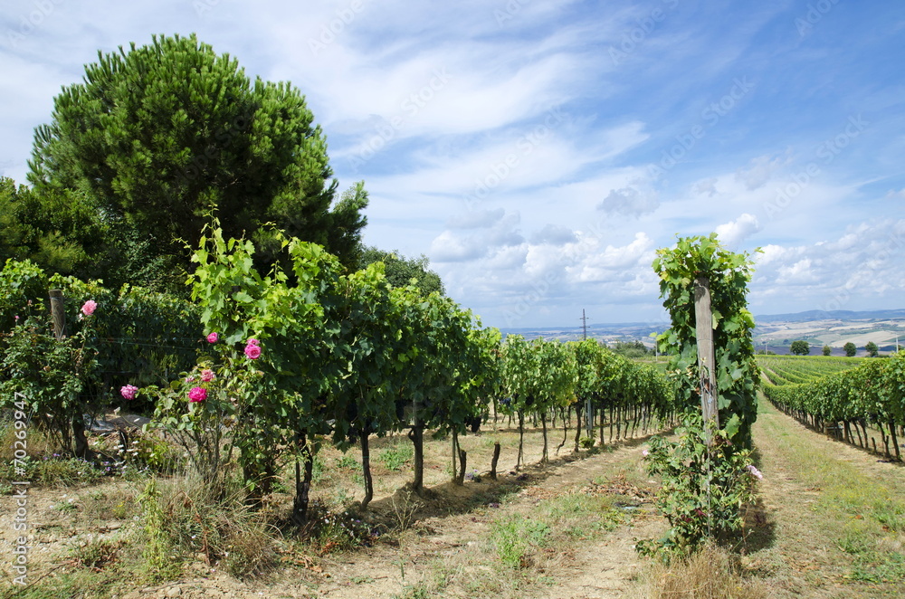 Field of vines