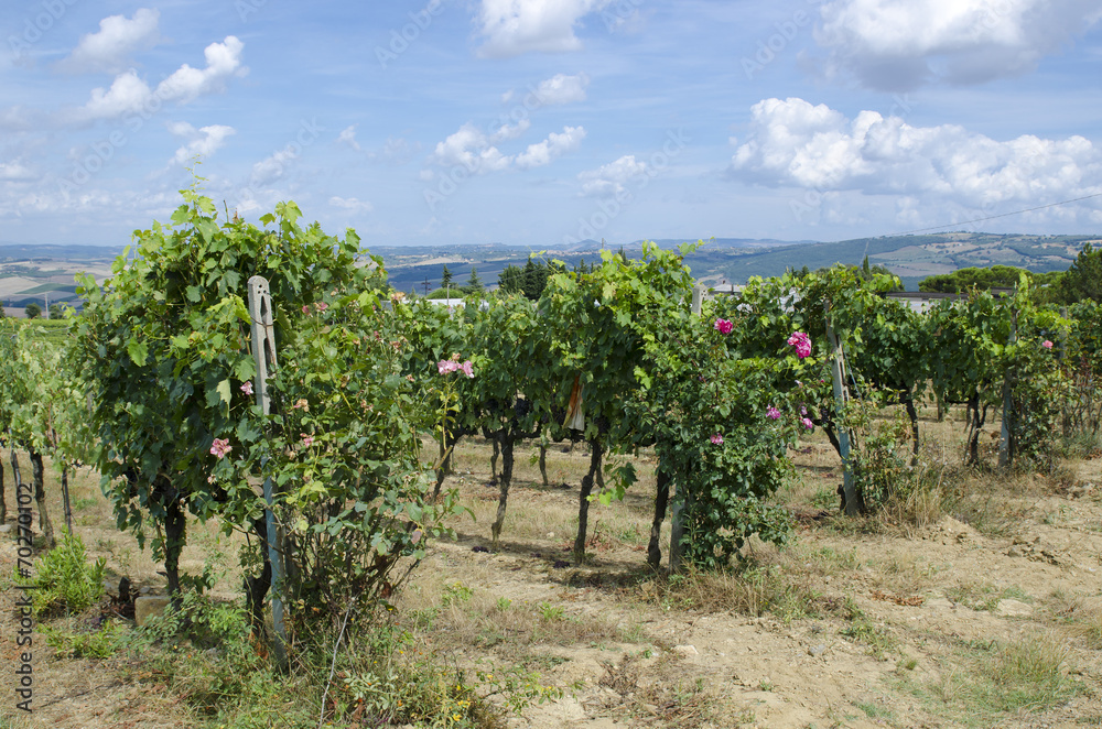 Field of vines