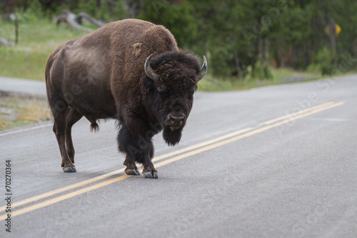 buffalo crossing the road