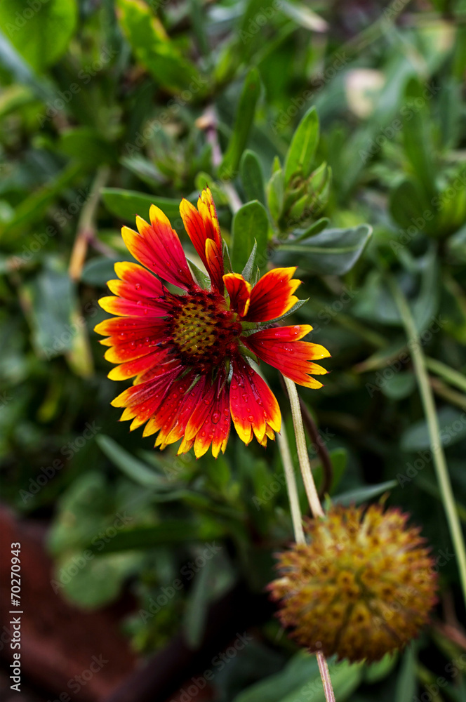 buds of bright wild flowers on background of green grass buds of bright wild flowers on background of green grass