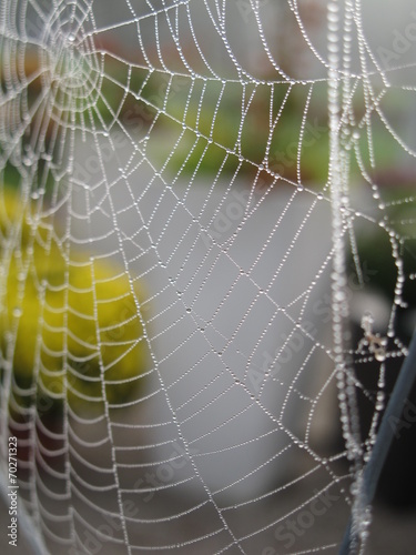 spinnennetz mit tautropfen