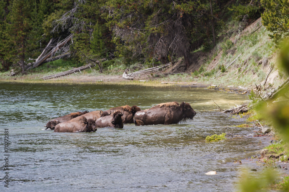 wild bison herd