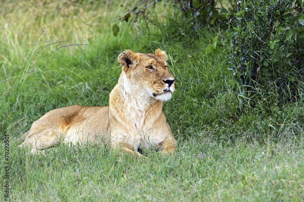 Fototapeta premium Lion