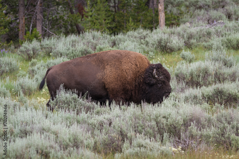 large male bison