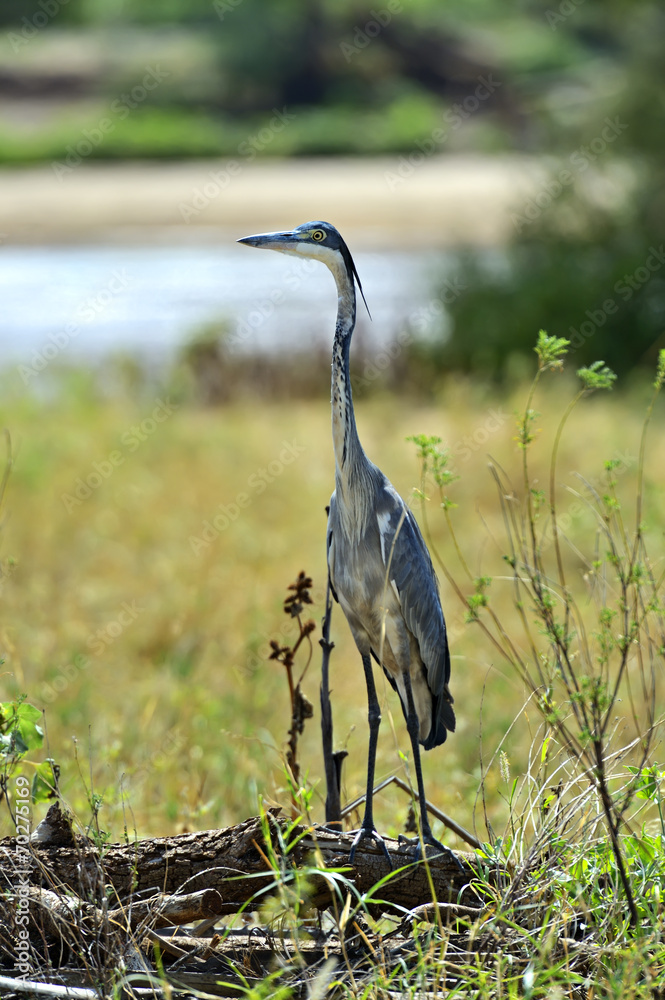Fototapeta premium Heron