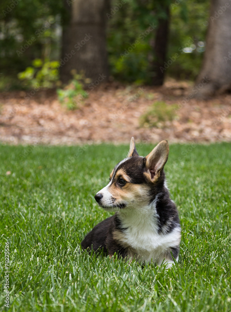 Young corgi dog Young corgi dog