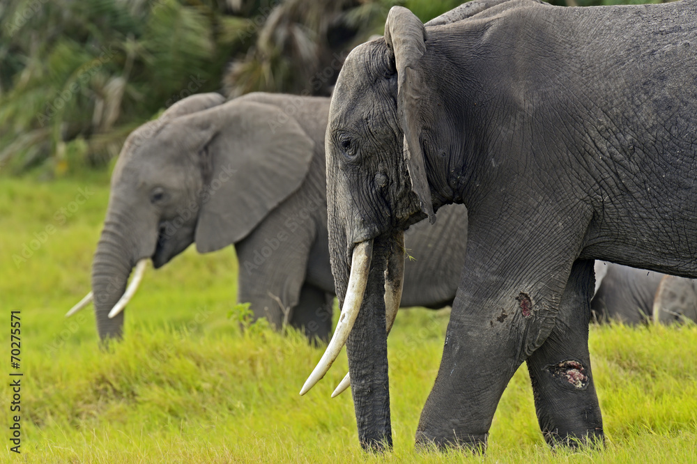 Obraz premium Elephant