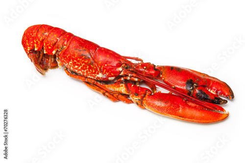 Cooked European lobster isolated on a white studio background.