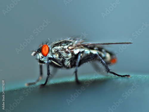 Housefly fly. © Ennira