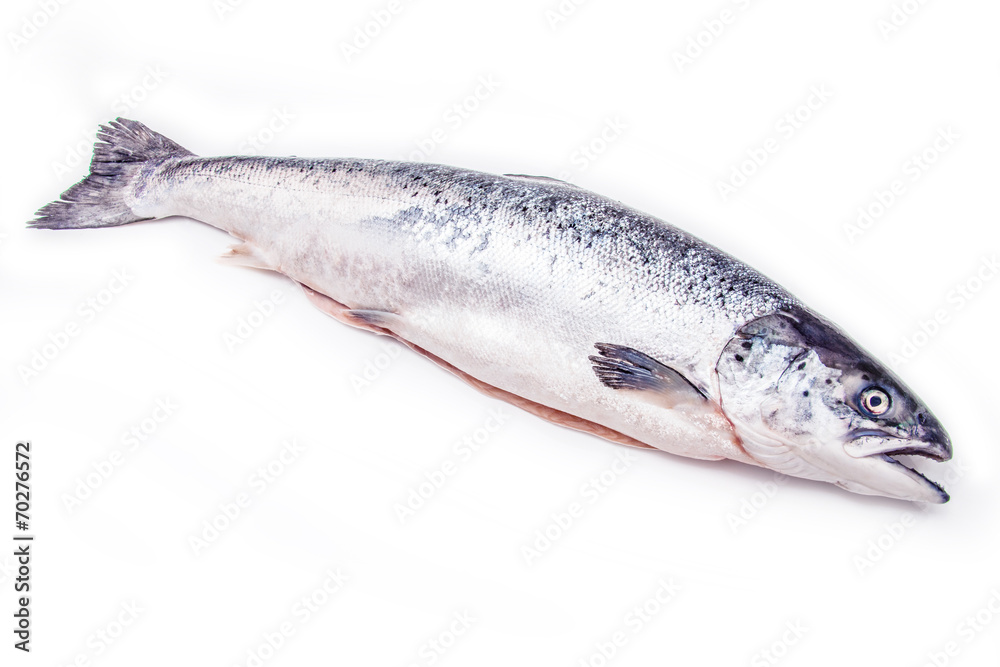 Fototapeta premium Atlantic Salmon (Salmo solar) whole fish.