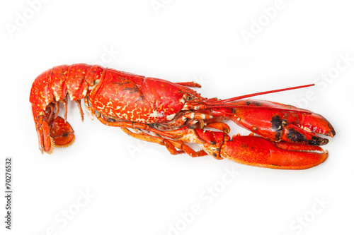Cooked European lobster isolated on a white studio background.