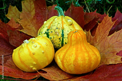 Pumpkins on maple leaves in fall.
