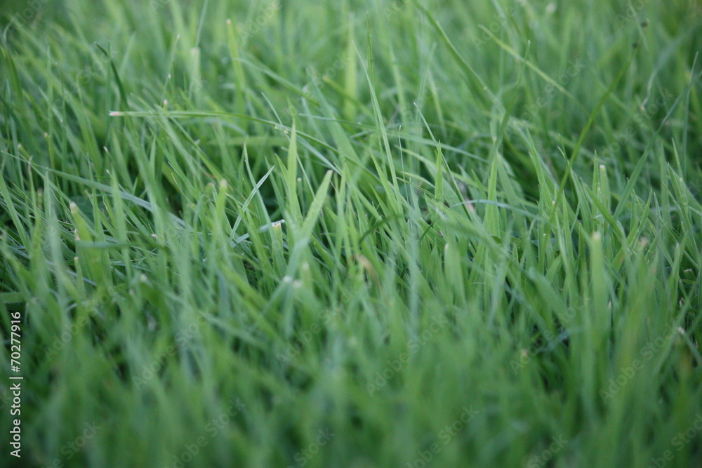 close up of green grass in a field