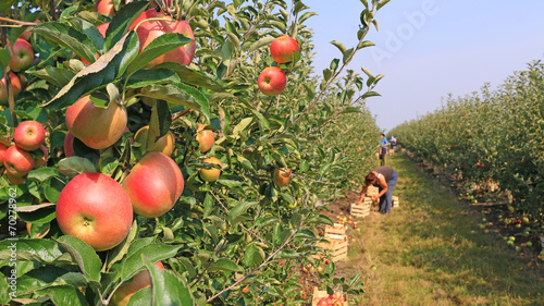 Fotografia Apple picking in orchard